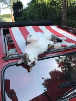 Alle - 2CV, rood-wit gestreepte luifel. De luifel is gemonteerd met het dak open! De ommanteling 